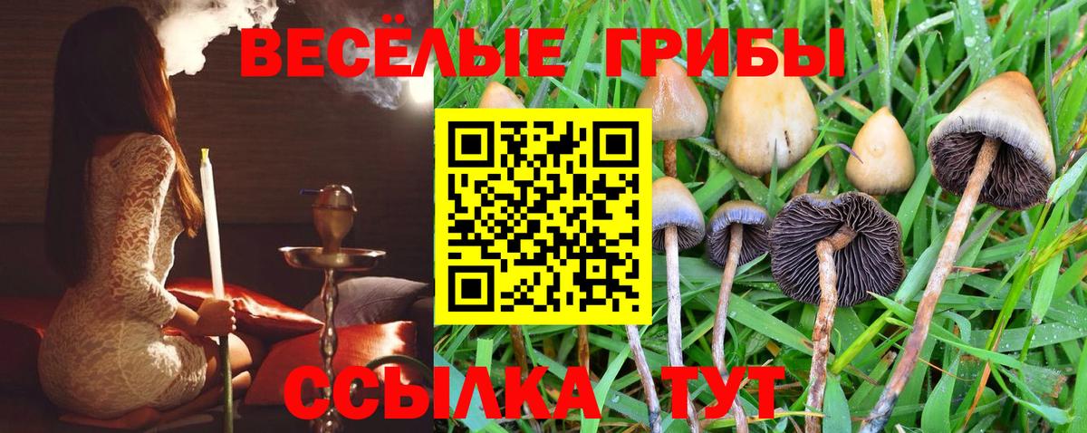 Галлюциногенные грибы Psilocybe  Вход с VPN  где найти наркотики  Острогожск 